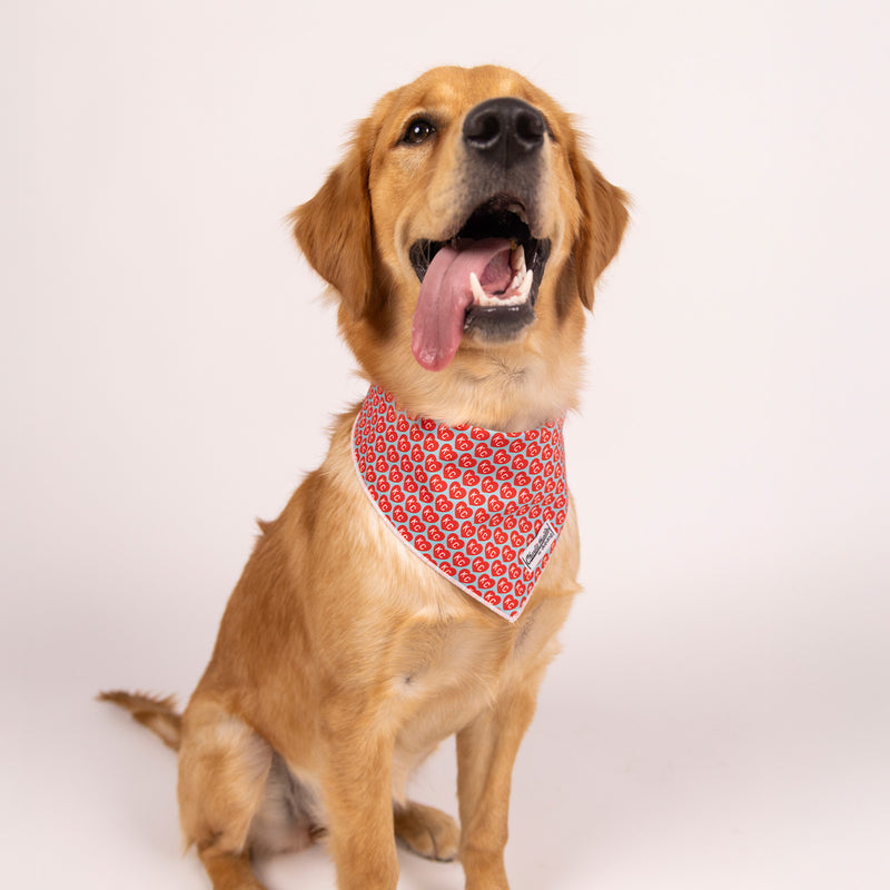 Pet Accessories